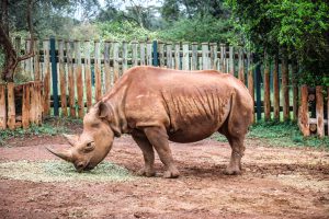 Maxwell (c) Sheldrick Wildlife Trust
