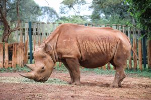 Maxwell (c) Sheldrick Wildlife Trust