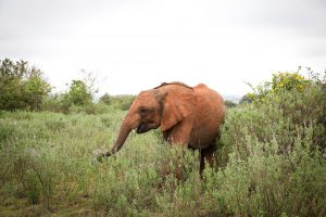 Mukkoka (c) Sheldrick Wildlife Trust