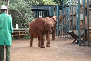 Mukkoka (c) Sheldrick Wildlife Trust