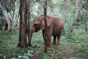 Mukkoka (c) Sheldrick Wildlife Trust
