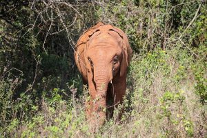 Mukkoka (c) Sheldrick Wildlife Trust