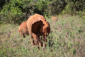 Mukkoka (c) Sheldrick Wildlife Trust