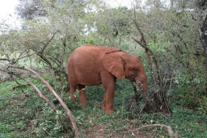 Mukkoka (c) Sheldrick Wildlife Trust