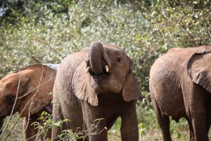 Naboishu (c) Sheldrick Wildlife Trust