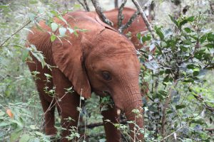 Naboishu (c) Sheldrick Wildlife Trust