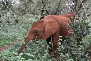 Naboishu (c) Sheldrick Wildlife Trust