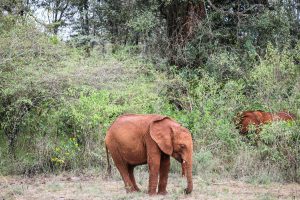 Naboishu (c) Sheldrick Wildlife Trust