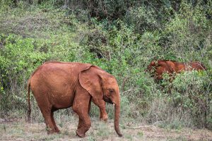 Naboishu (c) Sheldrick Wildlife Trust