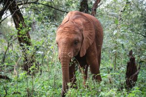 Naboishu (c) Sheldrick Wildlife Trust