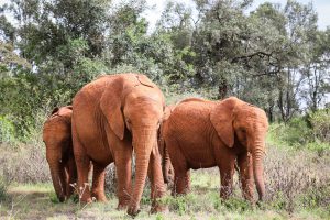 Naboishu, Maisha und Kiasa (c) Sheldrick Wildlife Trust