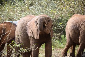 Naboishu (c) Sheldrick Wildlife Trust