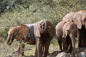 Naboishu und Roho (c) Sheldrick Wildlife Trust