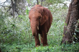 Nabulu (c) Sheldrick Wildlife Trust