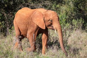 Nabulu (c) Sheldrick Wildlife Trust