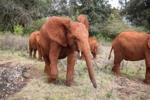 Nabulu (c) Sheldrick Wildlife Trust