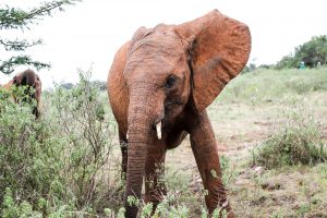 Nabulu (c) Sheldrick Wildlife Trust