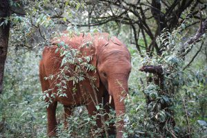 Nabulu (c) Sheldrick Wildlife Trust