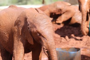 Nabulu (c) Sheldrick Wildlife Trust