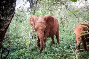 Nabulu (c) Sheldrick Wildlife Trust