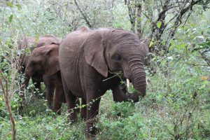 Nabulu (c) Sheldrick Wildlife Trust