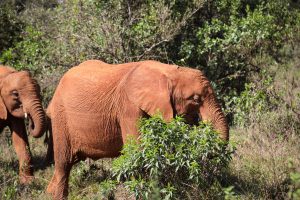 Nabulu (c) Sheldrick Wildlife Trust