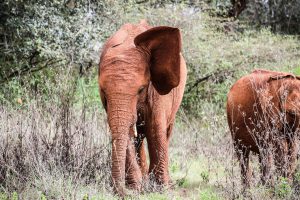 Nabulu (c) Sheldrick Wildlife Trust