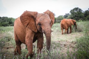 Nabulu (c) Sheldrick Wildlife Trust