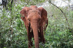 Nabulu (c) Sheldrick Wildlife Trust