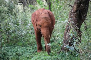Nabulu (c) Sheldrick Wildlife Trust