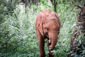 Nabulu (c) Sheldrick Wildlife Trust