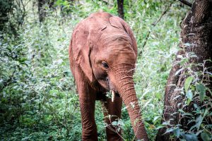 Nabulu (c) Sheldrick Wildlife Trust