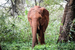 Nabulu (c) Sheldrick Wildlife Trust