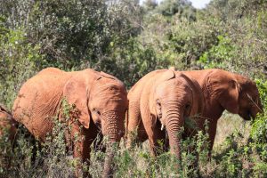 Nabulu, Kiasa und Kiombo (c) Sheldrick Wildlife Trust