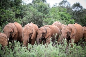 Nabulu, Kiasa, Mukkoka und Kiombo (c) Sheldrick Wildlife Trust