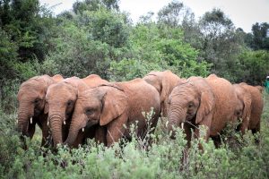 Nabulu, Kiasa, Mukkoka und Kiombo (c) Sheldrick Wildlife Trust