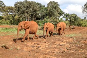 Nabulu, Larro und Maktao (c) Sheldrick Wildlife Trust
