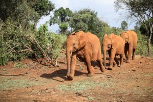 Nabulu, Larro und Maktao (c) Sheldrick Wildlife Trust