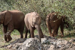 Naleku (c) Sheldrick Wildlife Trust