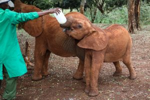 Naleku (c) Sheldrick Wildlife Trust