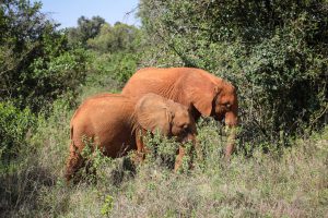 Naleku und Nabulu (c) Sheldrick Wildlife Trust