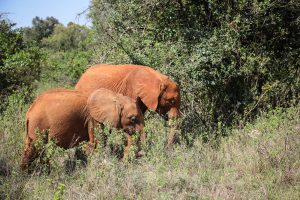 Naleku und Nabulu (c) Sheldrick Wildlife Trust