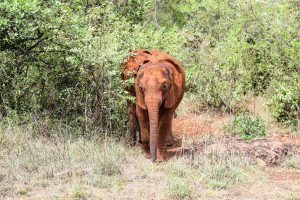 Olorien (c) Sheldrick Wildlife Trust