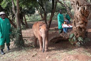 Olorien (c) Sheldrick Wildlife Trust