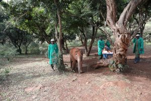 Olorien (c) Sheldrick Wildlife Trust