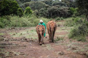 Olorien und Ziwadi (c) Sheldrick Wildlife Trust