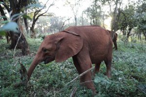 Roho (c) Sheldrick Wildlife Trust