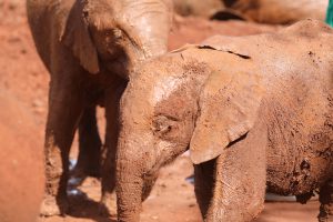 Roho (c) Sheldrick Wildlife Trust
