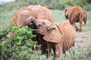 Roho (c) Sheldrick Wildlife Trust