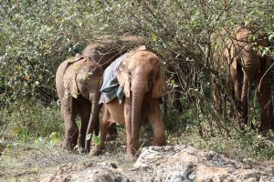 Roho und Kindani (c) Sheldrick Wildlife Trust